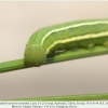 hyponephele naricina talysh larva l4